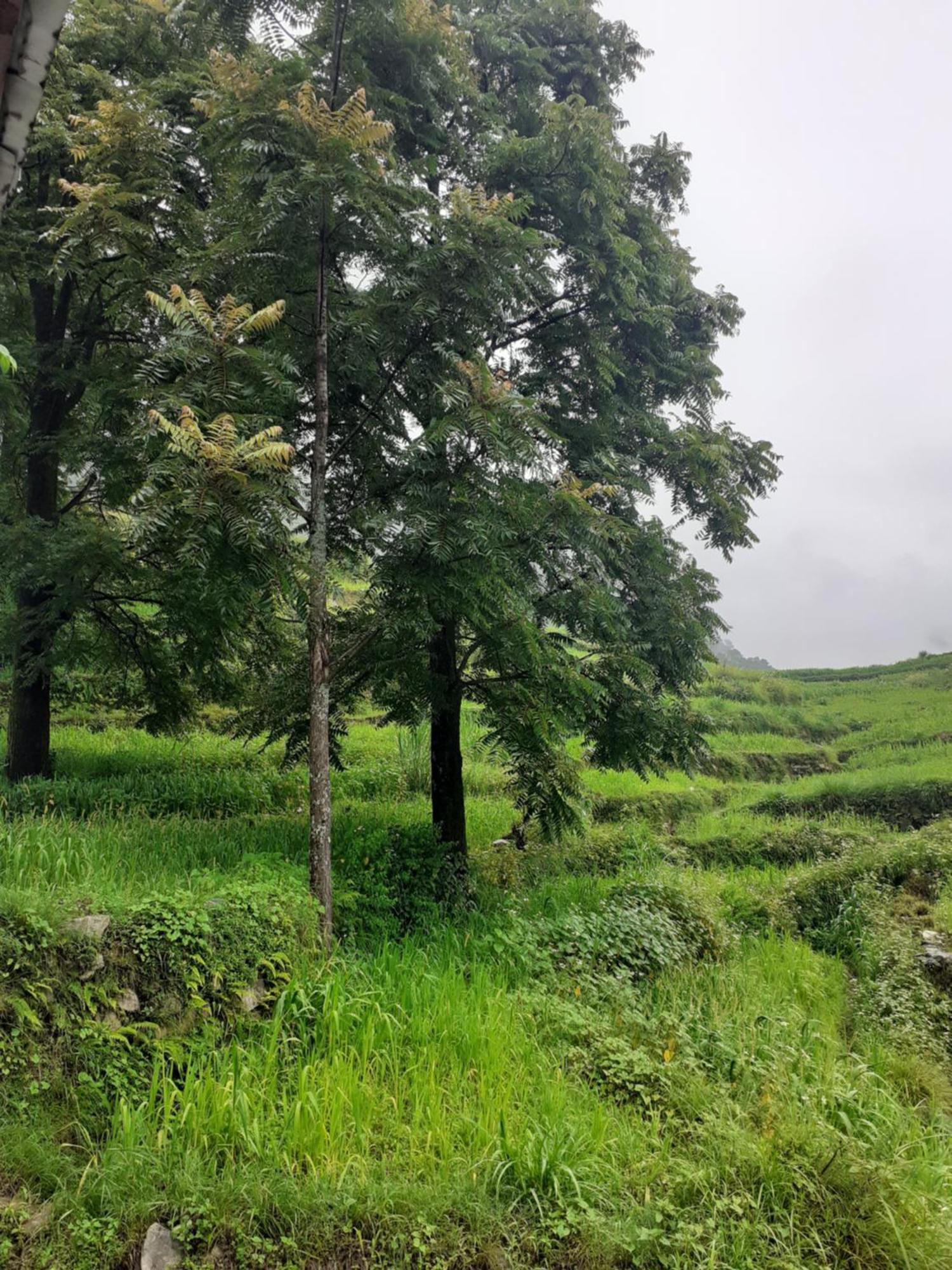 Lake Haven Resort, Sari, Chopta Exterior photo